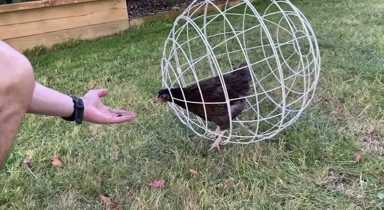 Lồng gà hình cầu gây tranh cãi vì công dụng - Ảnh 1. long ga hinh cau tep cong nghe