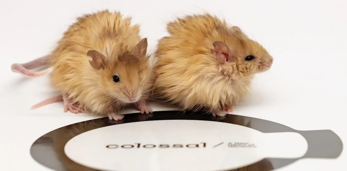 Chuột lai mang gene voi ma mút gây chú ý trong giới khoa học