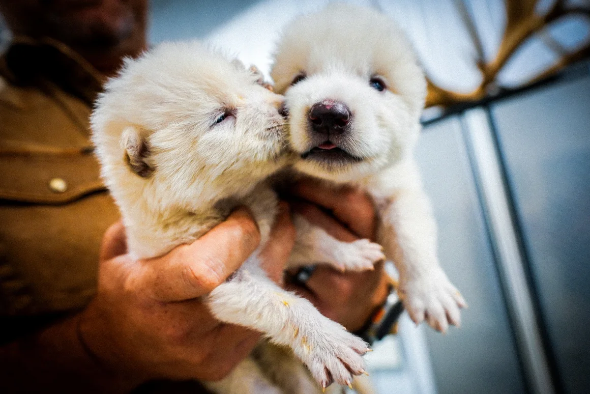 Bạo sói tuyệt chủng 12.500 năm trước được hồi sinh nhờ công nghệ chỉnh sửa gene